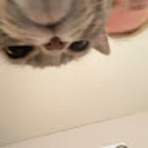 Meet your Posher, Annabelle